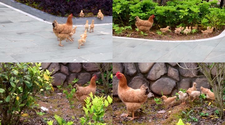 一只母鸡带一群小鸡觅食