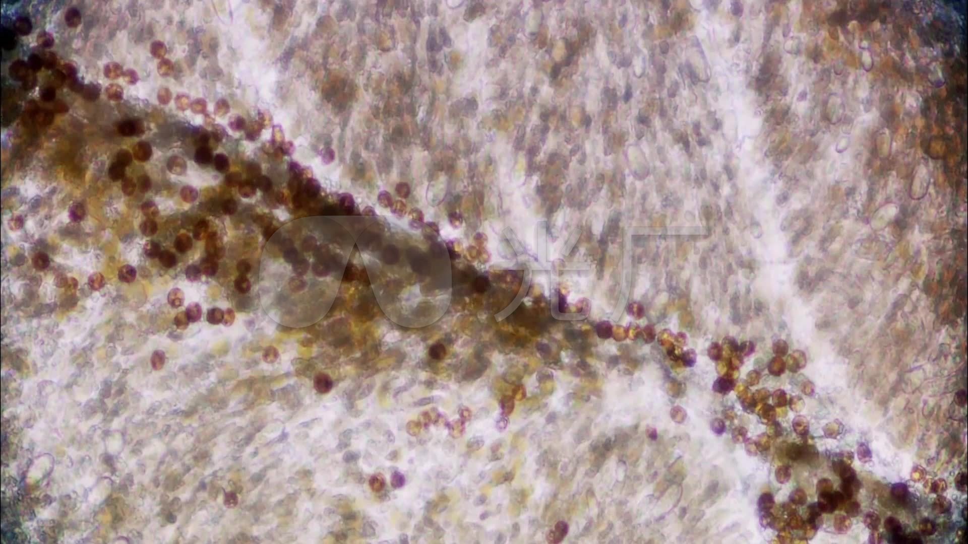 显微镜下的微生物细菌_藻类细胞生物世界_19