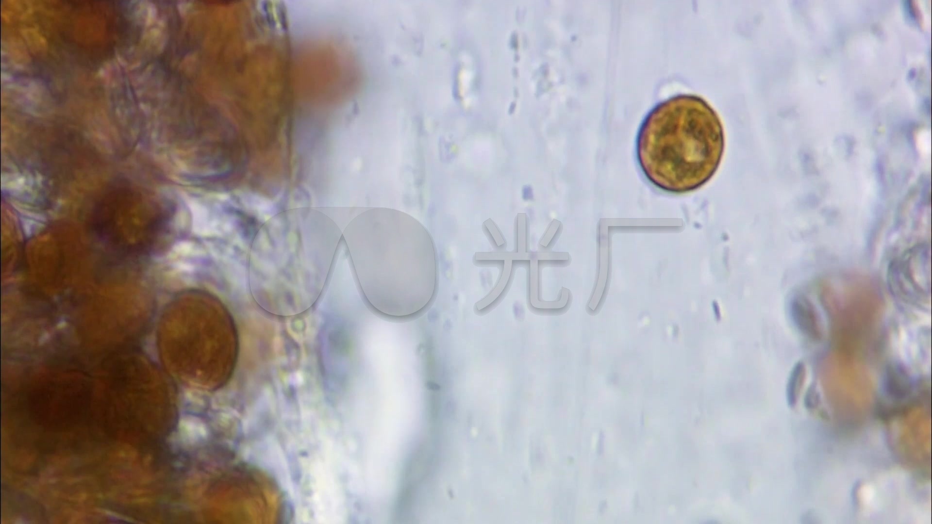 显微镜下的微生物细菌_藻类细胞生物世界_1920X1080_高清视频素材下载(编号:1172843)_实拍视频