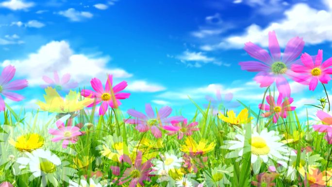 蓝天白云下美丽的花丛视频素材