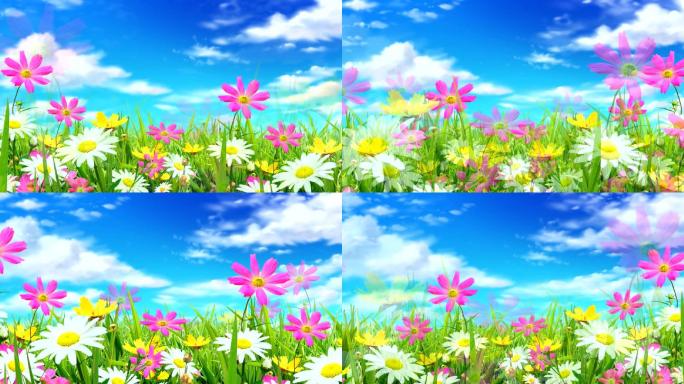 蓝天白云下美丽的花丛视频素材