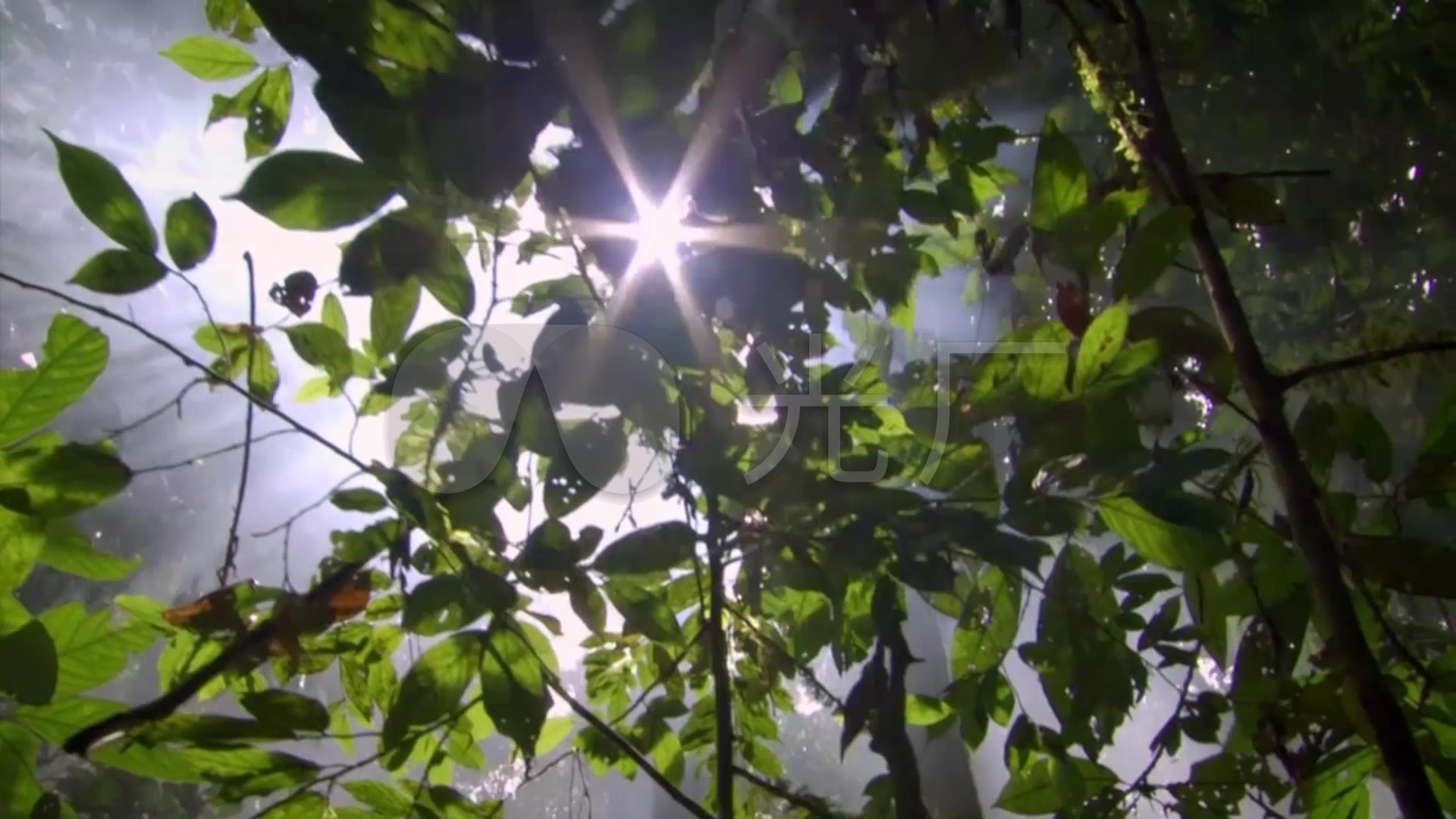 太陽光束光線_穿透過樹林樹葉樹枝縫隙