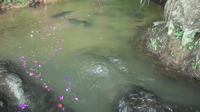 溪流花瓣落花流水漂花