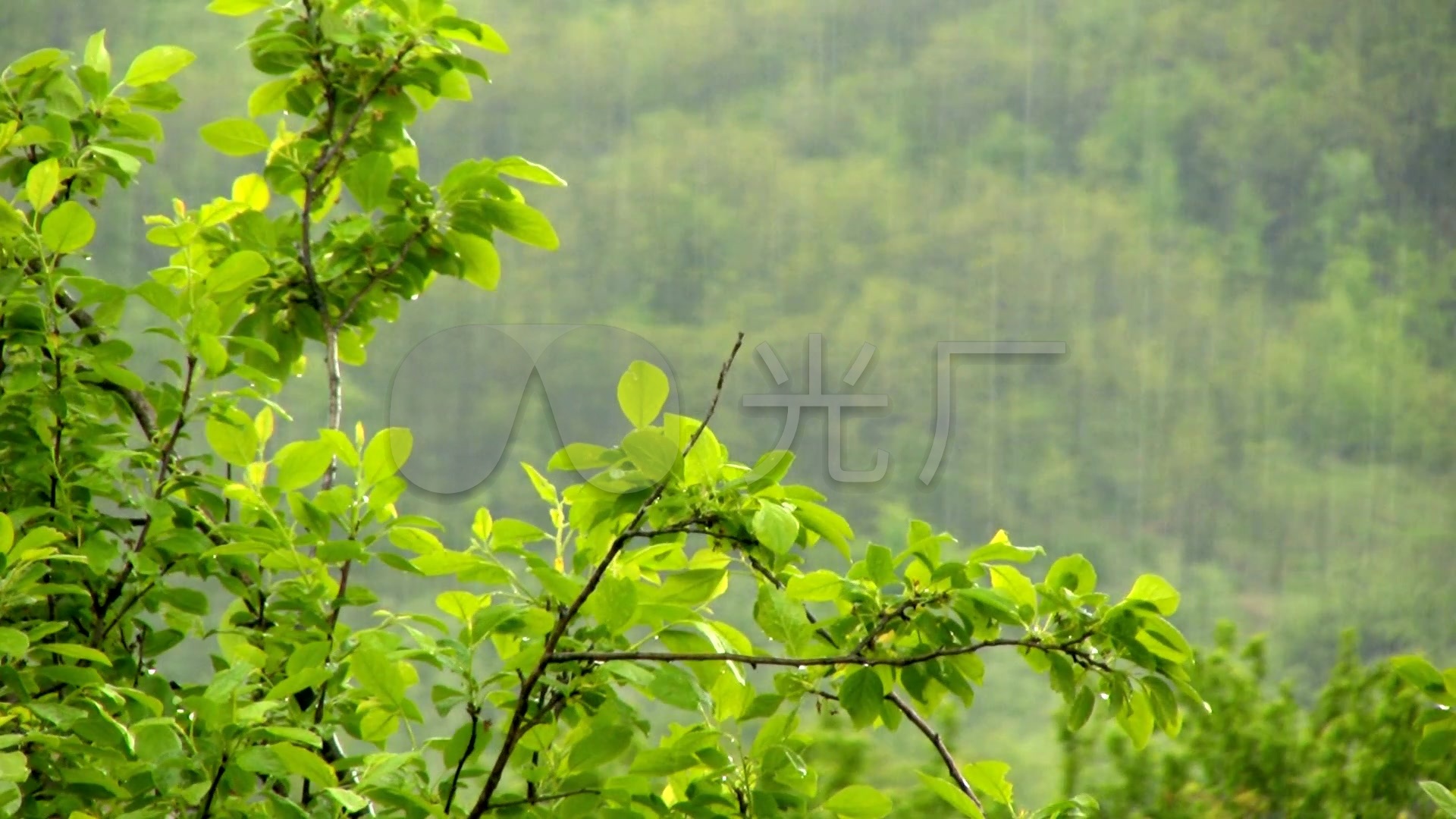 春雨的图片唯美雨景 春雨的图片景色大图_配图网