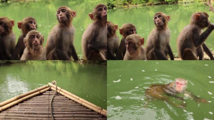 龙虎山猴子游泳的猴子山里的猴子