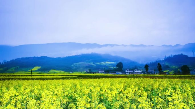 油菜花开