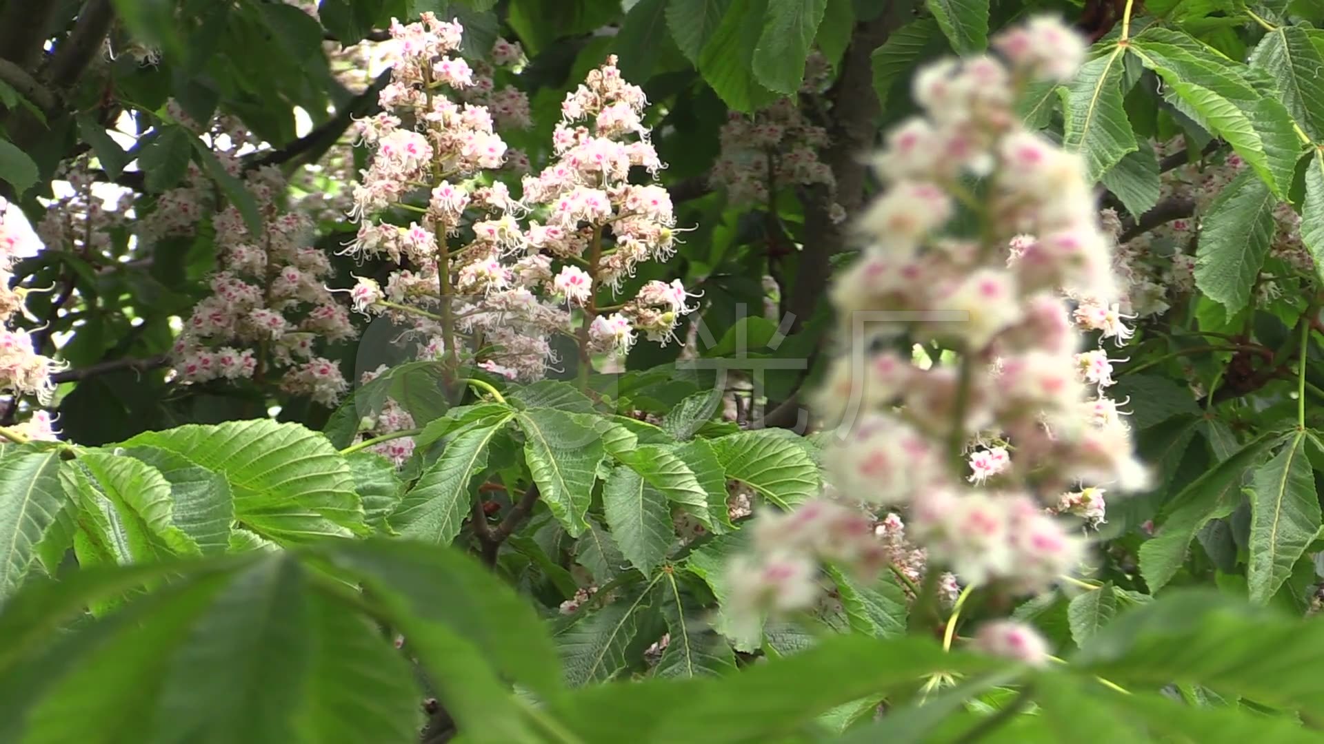 板栗花枝一簇簇(2)