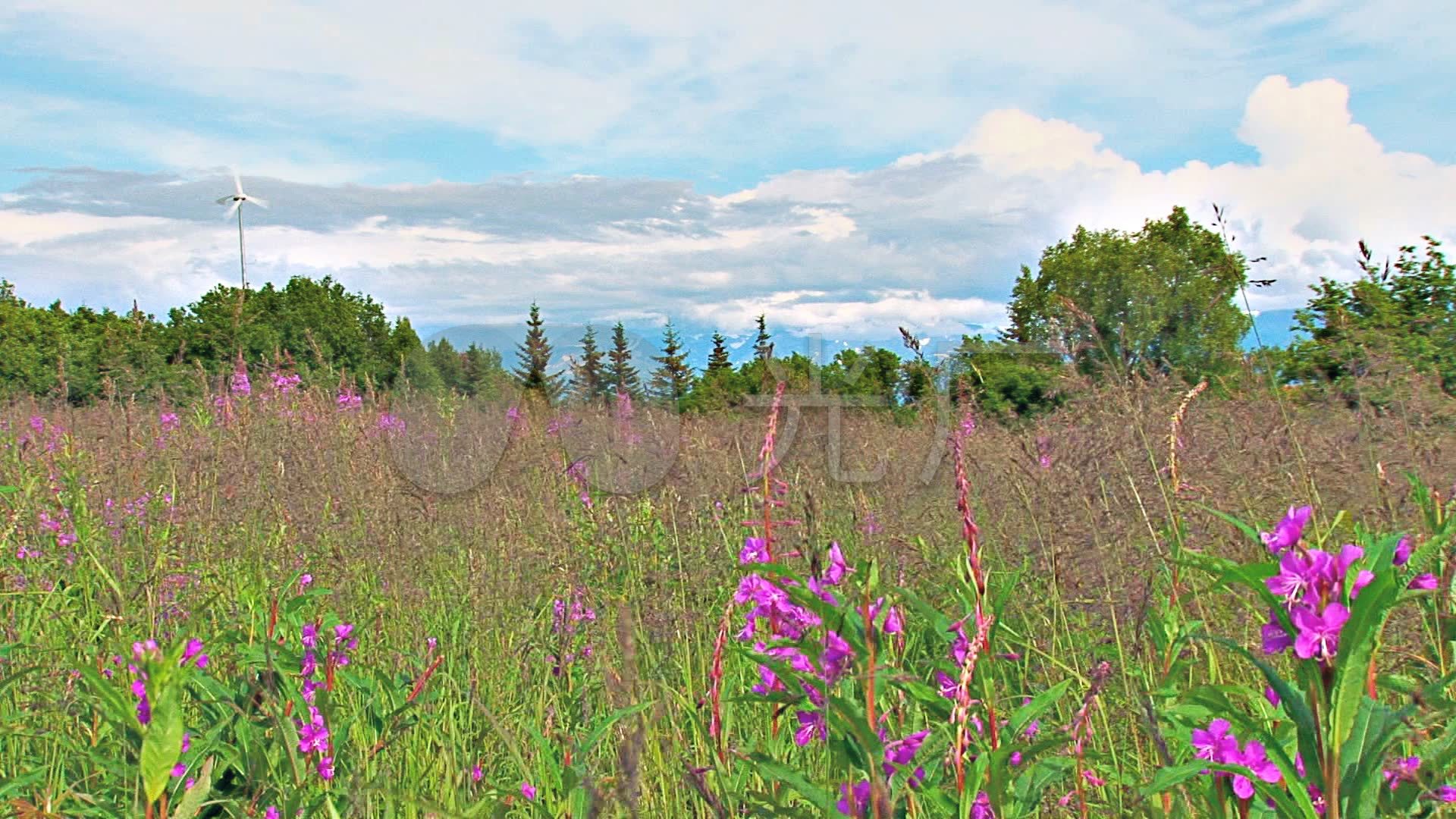 大自然景色花草树木生长薰衣草田野风光