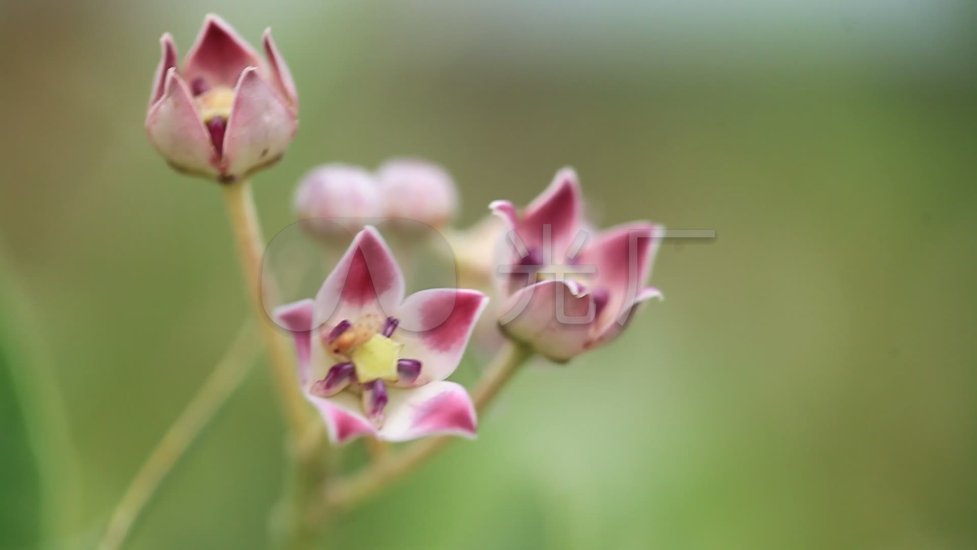 牛角瓜花枝特写
