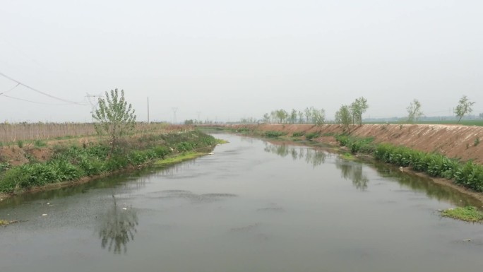 河堤河树