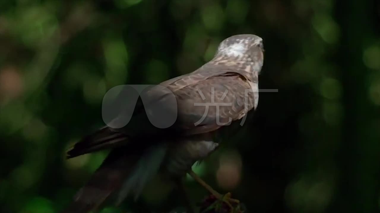 丛林鸟的斗争_1280X720_高清视频素材下载(