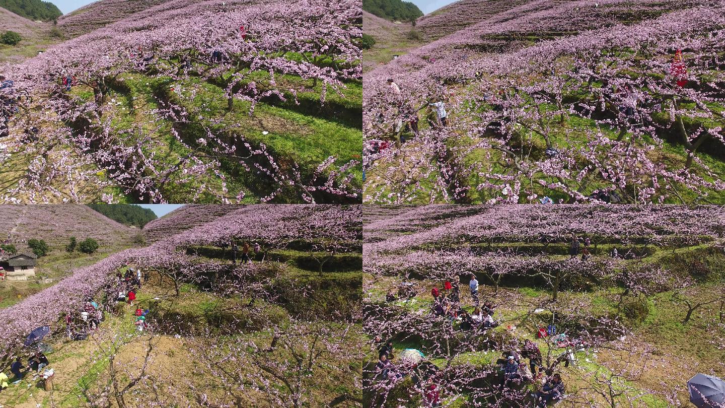 4K精品素材桃花