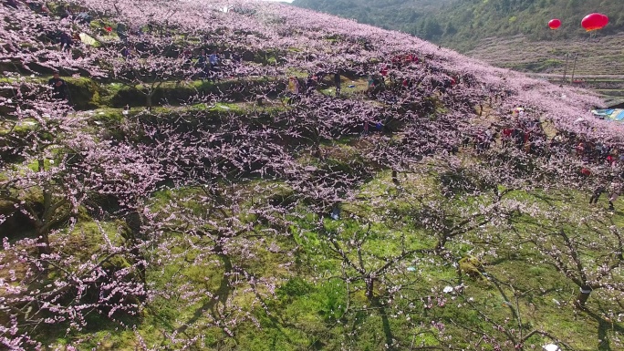 4K桃花航拍