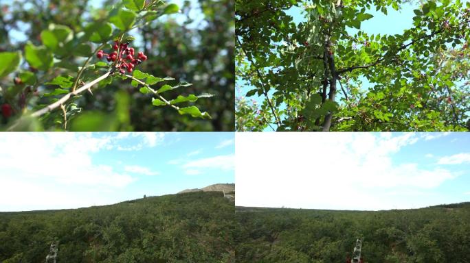 1080P黄土高原上的花椒树