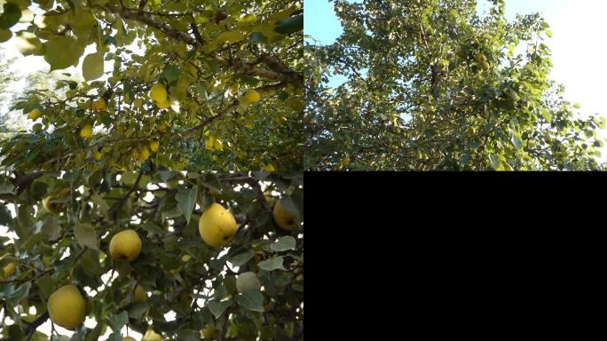 1080P家乡的梨树
