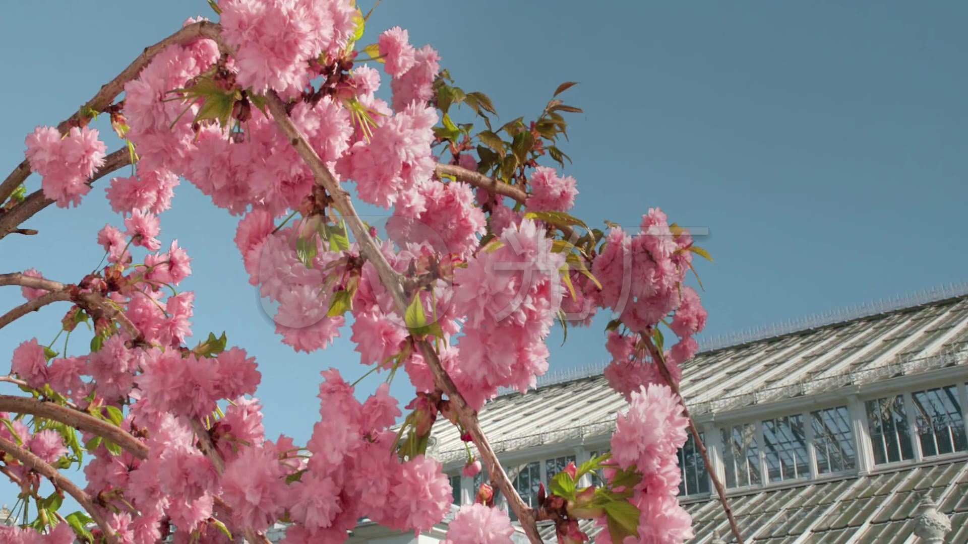 春天春暖花开万物复苏樱花大自然实拍素材_1920x1080_高清视频素材