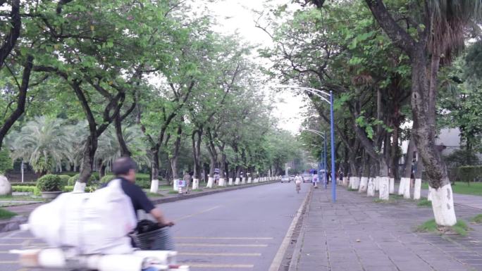 大学校园绿荫大道20170603-2