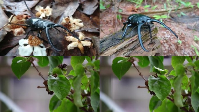 绿叶昆虫爬虫甲壳虫