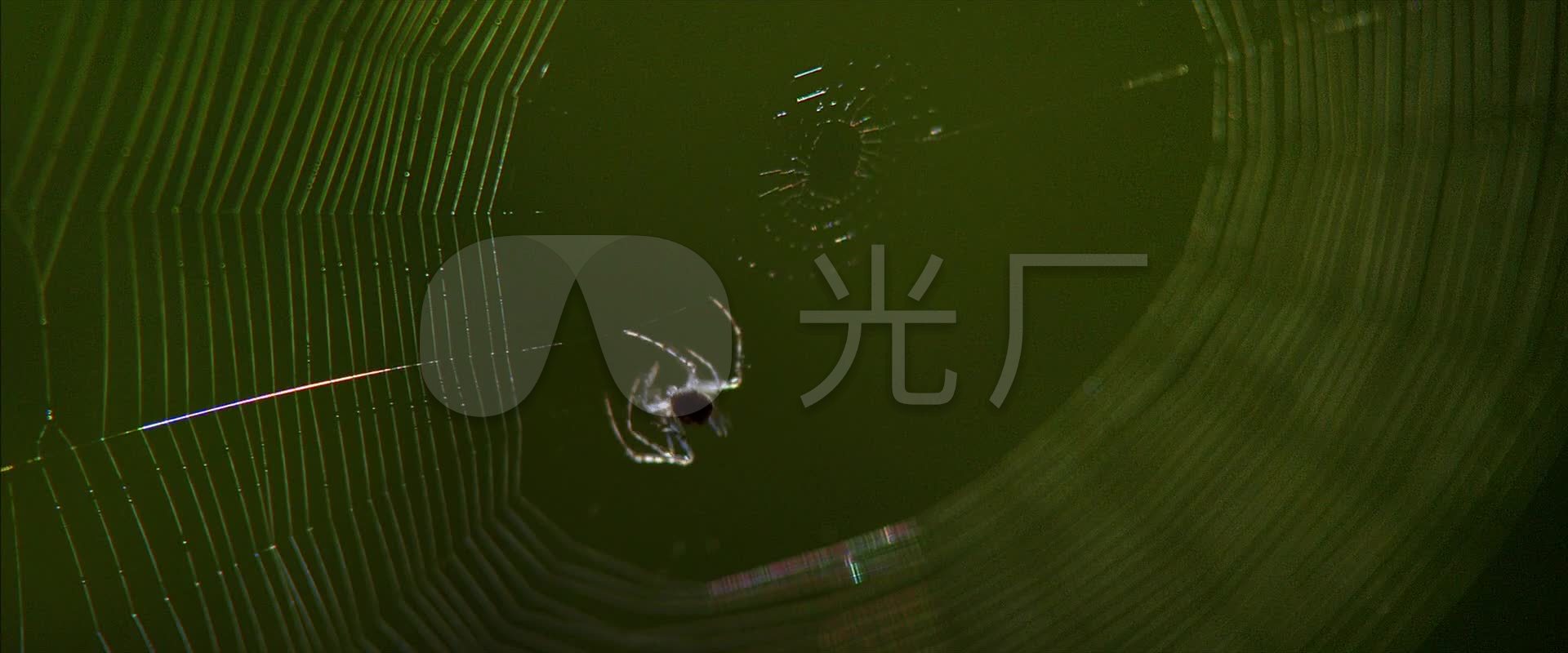 蜘蛛结网_1920X800_高清视频素材下载(编号
