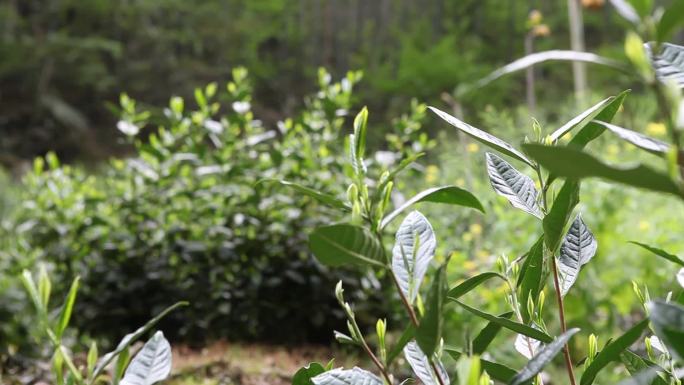 手工制茶绿茶猴魁