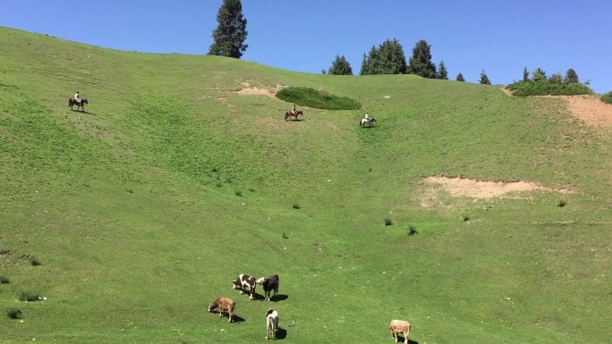 草原放牛生态牛养殖