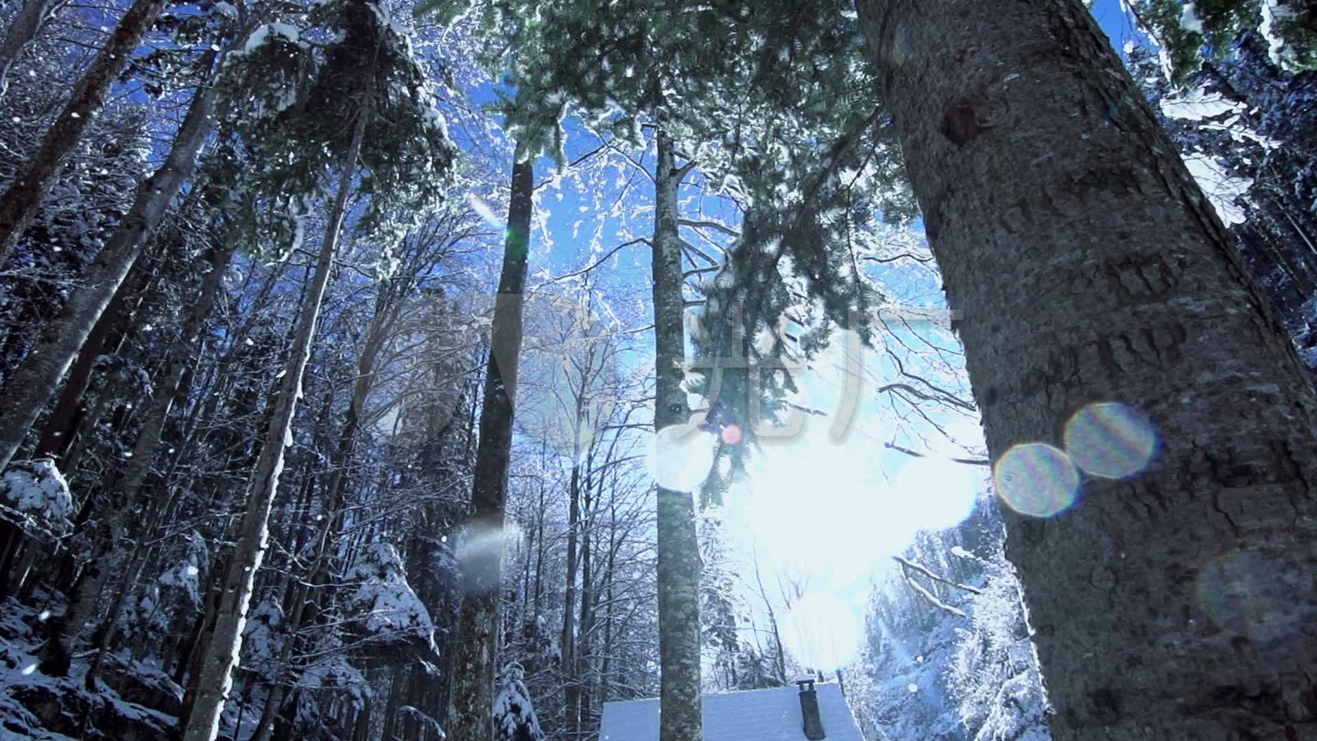 高清實拍冬天森林樹枝雪景