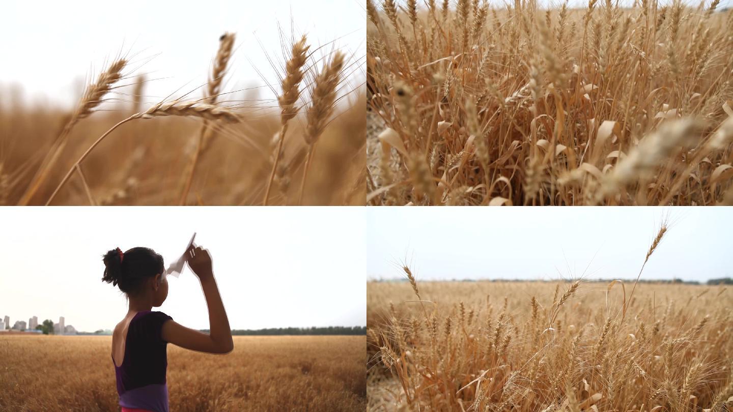 麦子成熟的季节田野里的女孩放飞梦想纸飞机