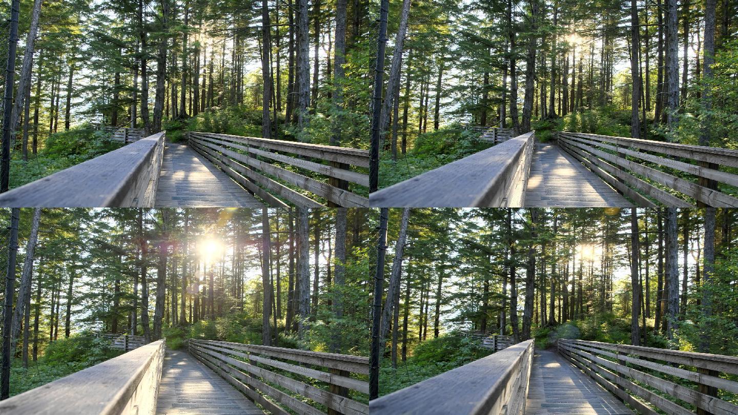森林小木桥实景素材