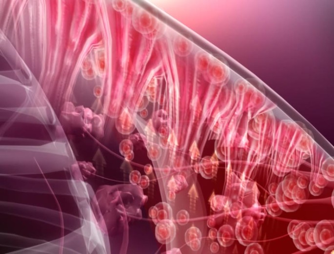 乳房丰胸三维机理动画