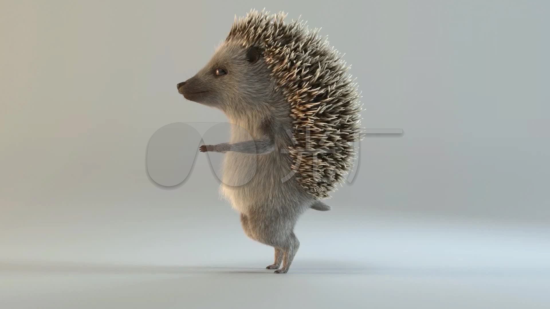 三维刺猬4d逼真刺猬