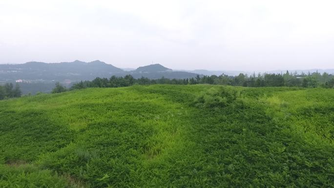 航拍中药种植山区四川巴