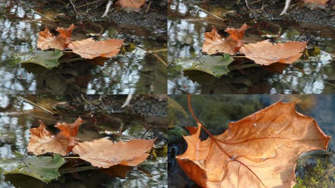 移动拍摄枫叶水上漂动