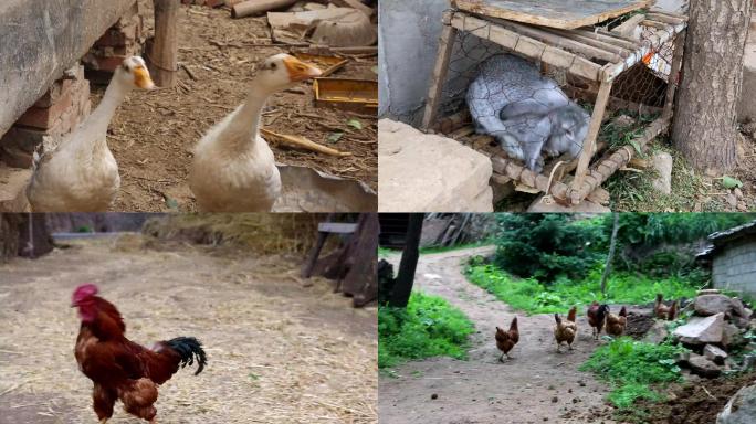 农民养的鸡鸭兔等典型中国农村景象