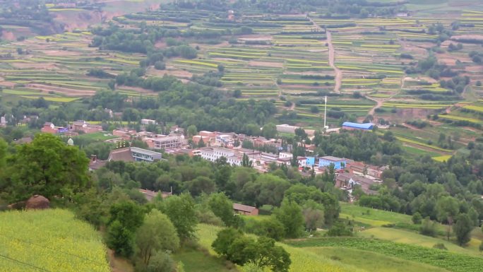 中国西部农村油菜花种植