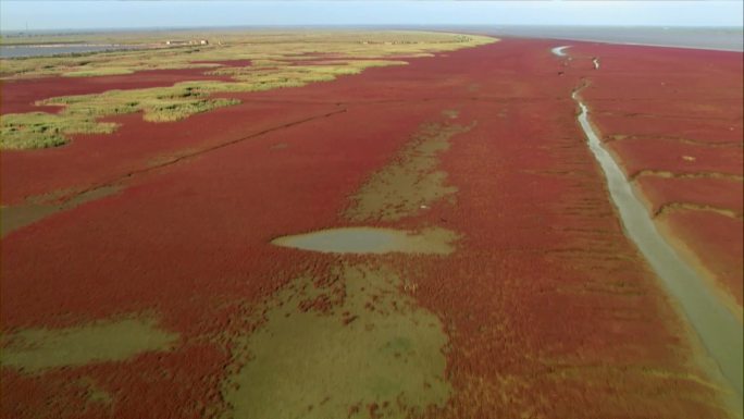 东营黄河入海口湿地红柳