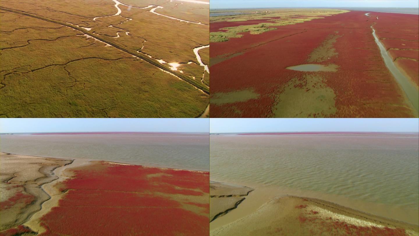 东营黄河入海口湿地红柳