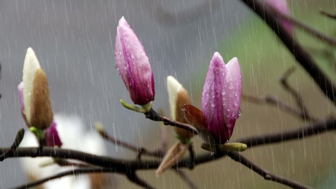 高清雨景视频