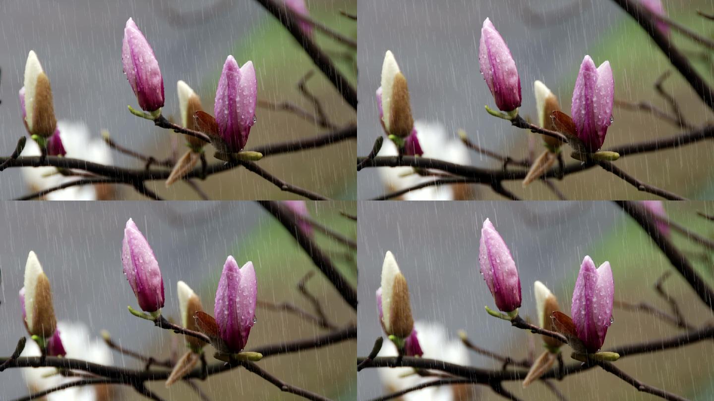 高清雨景视频