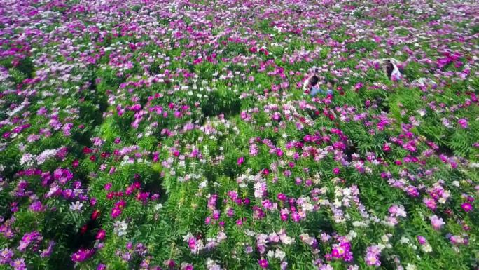 航拍芍药花海基地农业种植基地漂亮