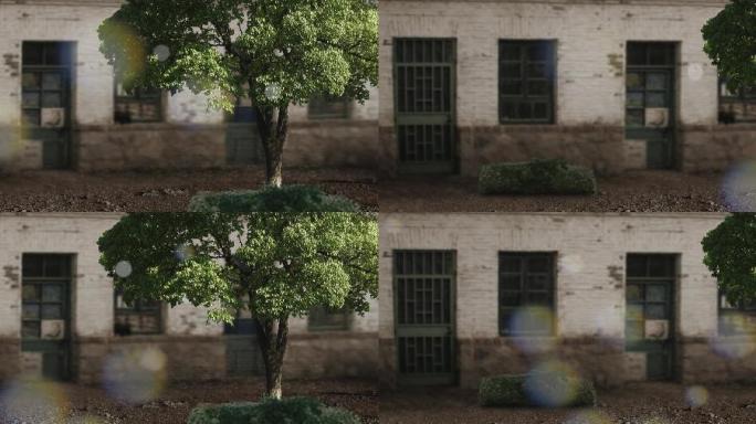 校园墙破旧的墙树