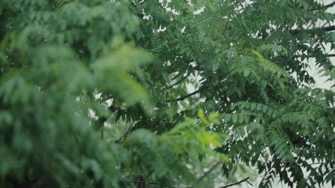 大雨树叶
