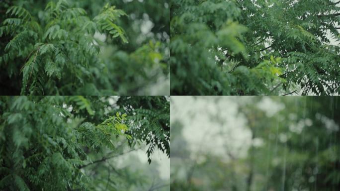 大雨树叶
