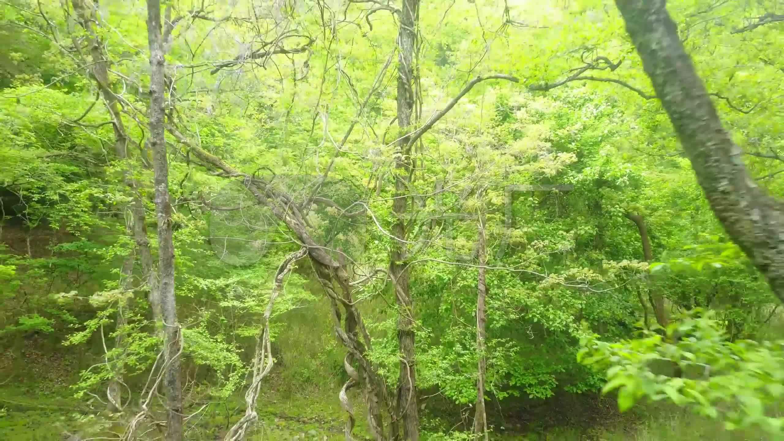 大自然森林山水风景_2560X1440_高清视频素