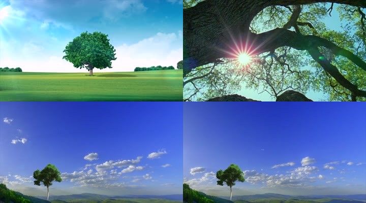 树木成长 19x1080 高清视频素材下载 编号 实拍视频 Vj师网www Vjshi Com 树木成长 19x1080 高清视频素材下载 编号 实拍视频 Vj师网www Vjshi Com