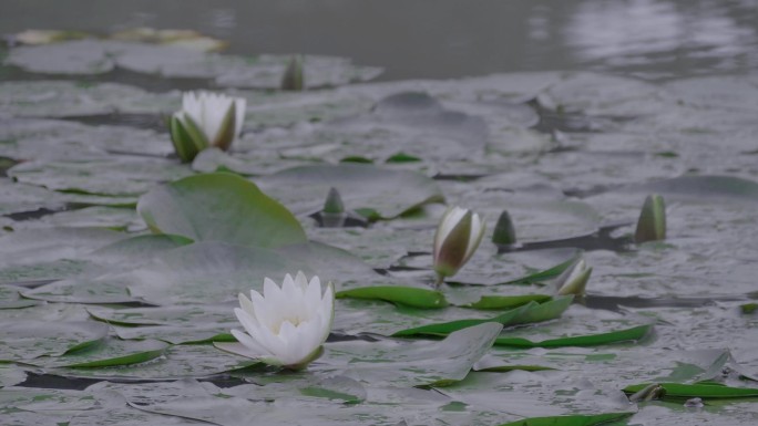 杭州西溪湿地国家公园雨后动物莲花