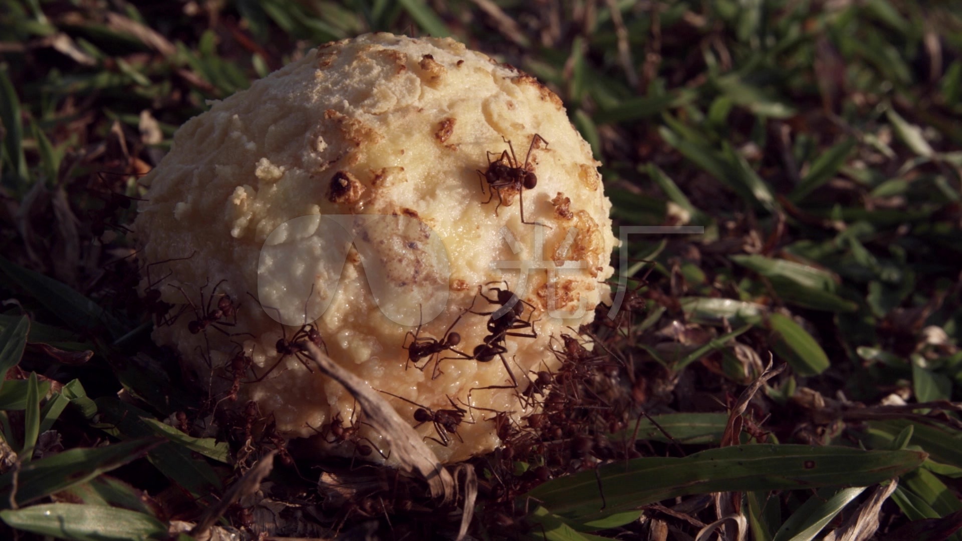 蚂蚁搬食物的图片大全