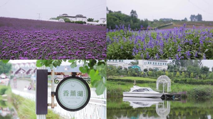 紫颐-香薰山谷高清实拍薰衣草