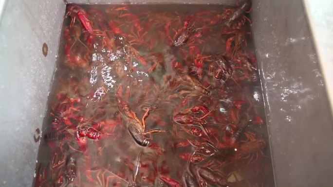 【原阳】清洗龙虾水中的龙虾近景小龙虾