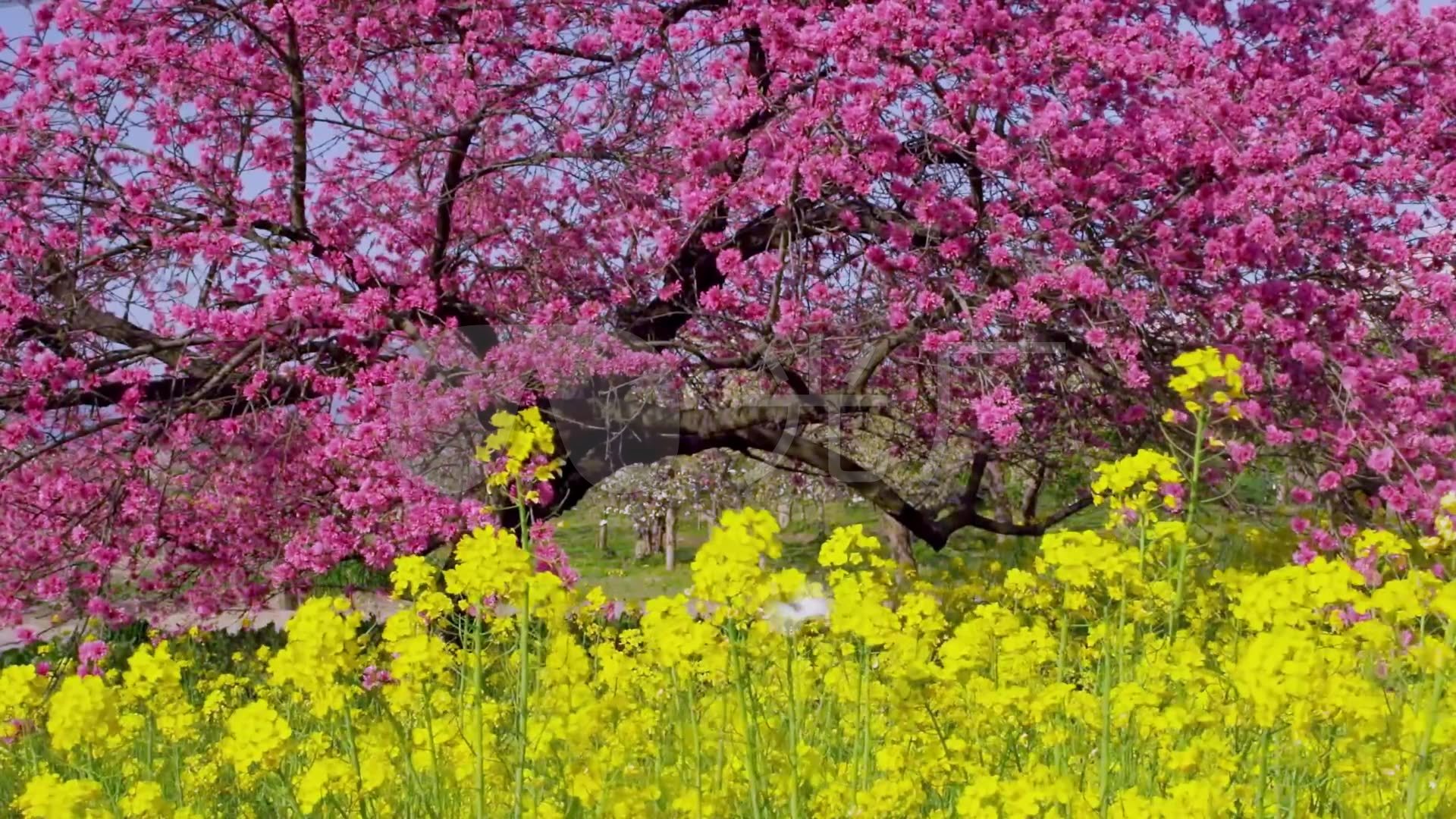 公園花海油菜花日本風景視頻