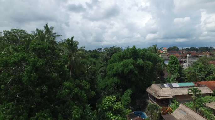 巴厘岛城市风光绿树森林空境